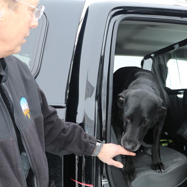 Dog in vehicle