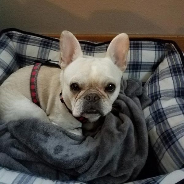 french bulldog in a dog bed