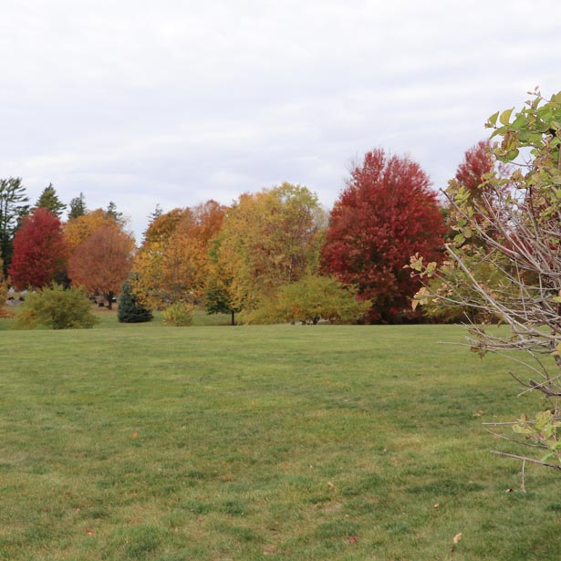 Fall Trees at the city cemetery