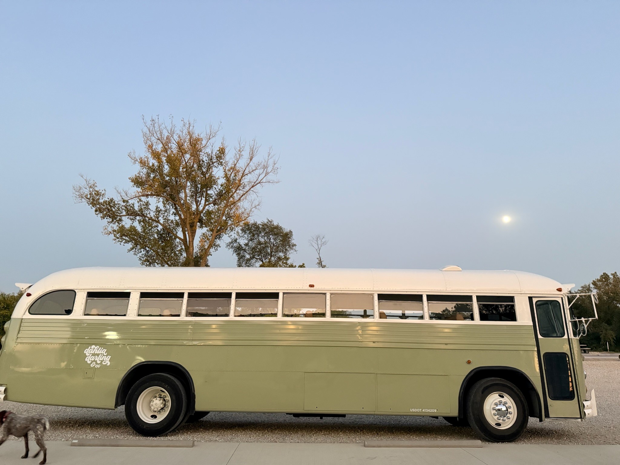 Dahlia green bus