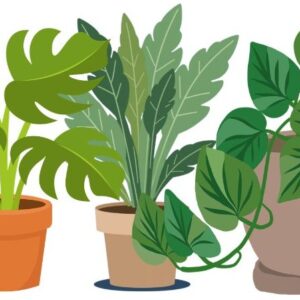 graphic of three plants