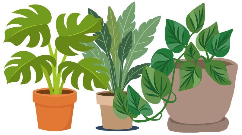 graphic of three plants